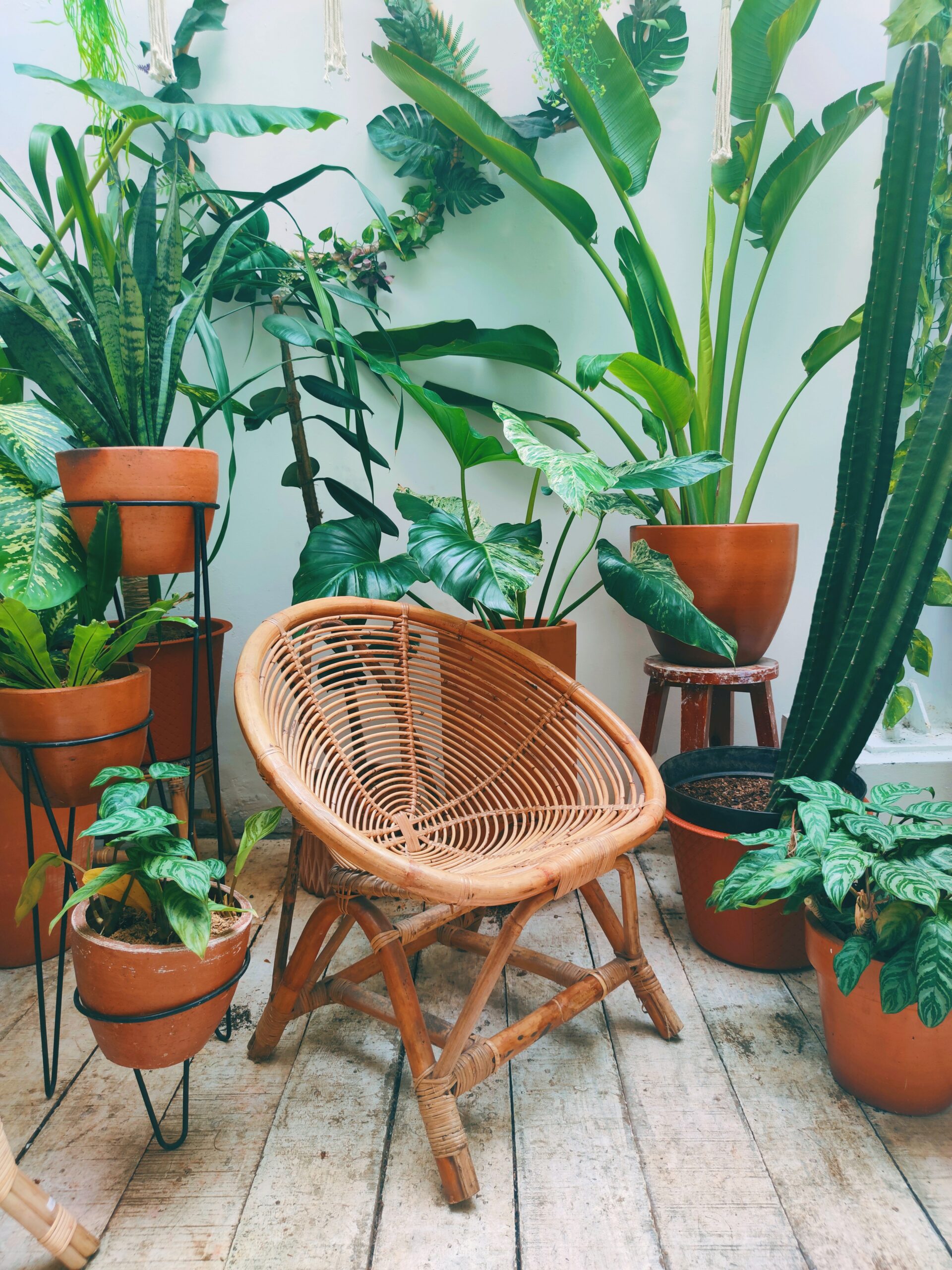 Butaca y plantas 1 scaled